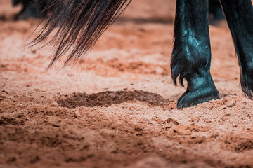 Wild horses galopping wildly in a rodeo show. Details and focus on feet, sand, dust, dirt and motion blur. Blurred bokeh background, warm lighting, shallow depth of field. - Powered by Adobe