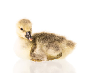Cute little gosling