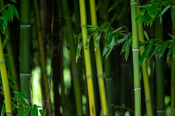 Background of Green Bamboo