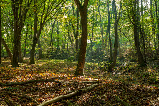 รูปภาพVandra – เลือกดูภาพถ่ายสต็อก เวกเตอร์ และวิดีโอ167 | Adobe Stock
