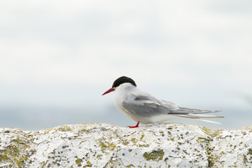 Arctic tern (Sterna paradisaea) perched on wall