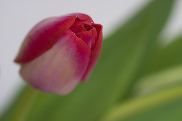 Tulip