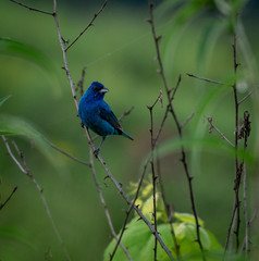 Indigo Bunting Sitting on Twig
