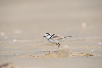 Malaysian plover is a small wader that nests on beaches and salt flats in Southeast Asia.