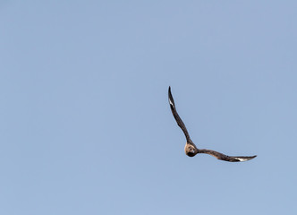 bird in flight