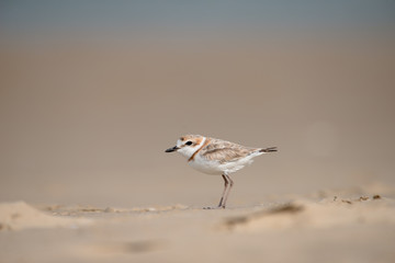 Malaysian plover is a small wader that nests on beaches and salt flats in Southeast Asia.