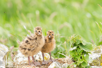 Black-headed gull (Chroicocephalus ridibundus), two young chicks