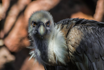  griffon vulture portrait (Gyps fulvus) in the shade of the sun