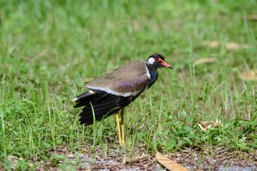 Red-wattled lapwing is an Asian lapwing or large plover, a wader in the family Charadriidae. They are ground birds that are incapable of perching.