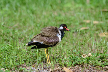 Red-wattled lapwing is an Asian lapwing or large plover, a wader in the family Charadriidae. They are ground birds that are incapable of perching.