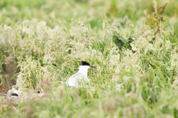 Sandwich tern (Thalasseus sandvicensis) breeding colony