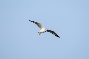 Fototapeta premium flying seagull at bangpu recreation center samut prakan thailand
