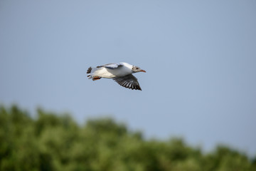 flying seagull at bangpu recreation center samut prakan thailand