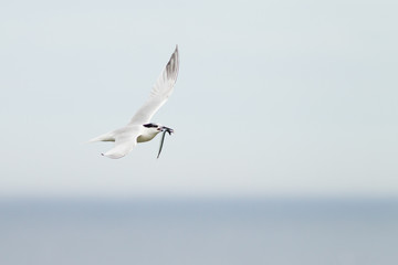 Sandwich tern (Thalasseus sandvicensis) flying with fish at breeding colony