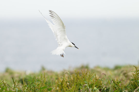 Sandwich tern (Thalasseus sandvicensis) in flight, near breeding colony