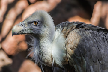  griffon vulture portrait  (Gyps fulvus) in the shade of the sun