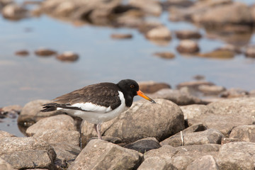Eurasian oystercatcher (Haematopus ostralegus juvenile foraging at lochside