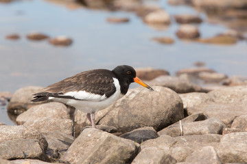 Eurasian oystercatcher (Haematopus ostralegus juvenile foraging at lochside
