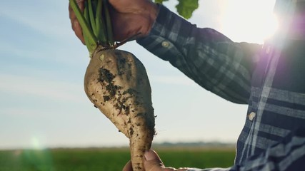 The cultivation of sugar beet