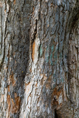 bark of a tree