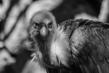  griffon vulture  black and white portrait  (Gyps fulvus) in the shade of the sun