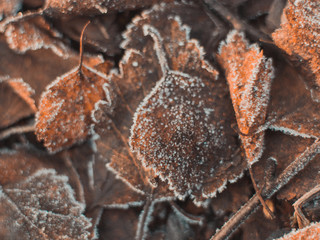 Frozen Plants