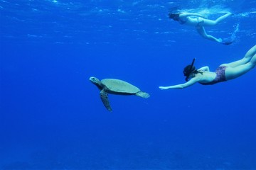 Snorkel con tortugas marinas en aguas Hawaiianas