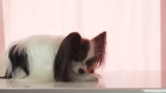 Papillon is eating small red apple stock footage video