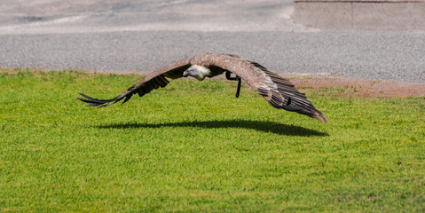  griffon vulture (Gyps fulvus) flying close to the ground