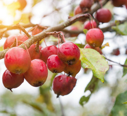 Chinese apple tree with small apples, heavenly apples, close-up, autumn, outdoor