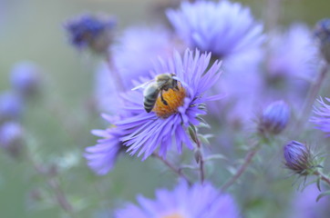 Eine Biene sitzt auf eine Blume