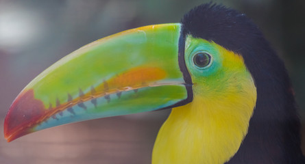 keel-billed toucan head portrait (Ramphastos sulfuratus)