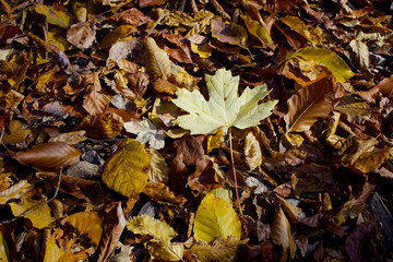 Autumn forest. Beautiful picturesque forest in the fall in red-yellow and orange colors. Autumn picturesque forest landscape. Yellow leaves on the trees. 