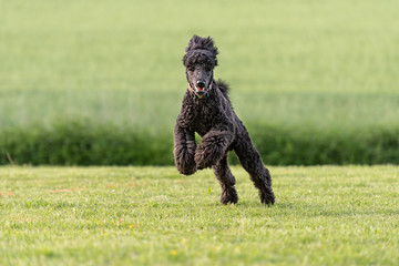 Pudel, Königspudel oder Großpudel. Lustiger Hund auf einer Wiese.