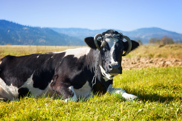 Black cow in white snaps on a green meadow. Cow on the background of mountains.