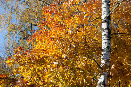 birch tree and a maple