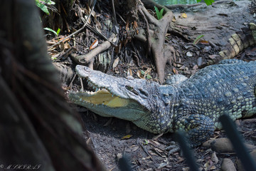 ワニ・クロコダイル・ハンター・牙