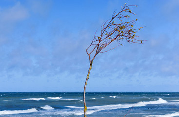 Lonely tree over the sea. Lonely tree on the seashore bend in the wind.