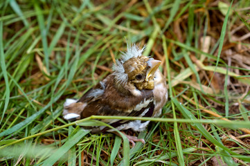 Naklejka na ściany i meble Chaffinch chick fallen from the nest. The little fledgling baby bird in the grass.