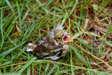 Chaffinch chick fallen from the nest. The little fledgling baby bird in the grass.