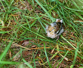 Chaffinch chick fallen from the nest. The little fledgling baby bird in the grass.