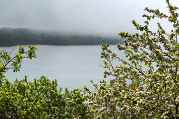 Apple tree in bloom. Flowering tree on the shore. Foggy spring morning.