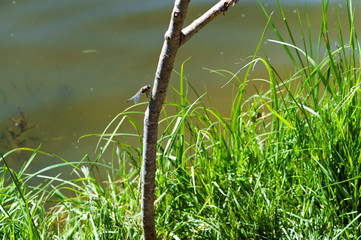 A dragonfly on a branch. A dragonfly on a branch near a pond.