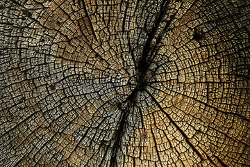 texture background tree cut annual rings