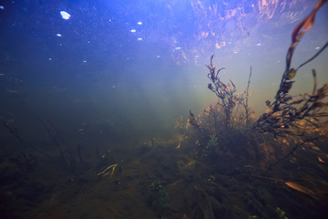 algae in the ocean underwater photo / landscape ecosystem of the ocean, green algae underwater