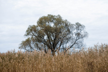 Дерево и камыш