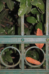 Eisenzaun © Asray Laleike