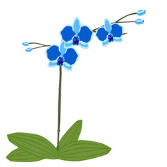 Fototapeta na wymiar Blue Orchid flower with leaf