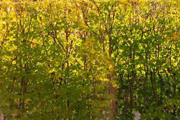 beautiful background of autumn leaves in the garden