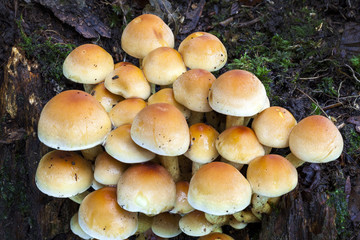 Woodland fungi mushrooms which are often called toadstalls